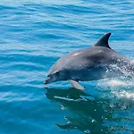 Luxury Heated Pool, Walk To Sao Rafael Beach,