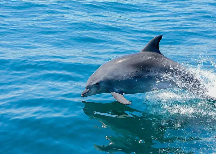 Luxury Heated Pool, Walk To Sao Rafael Beach,